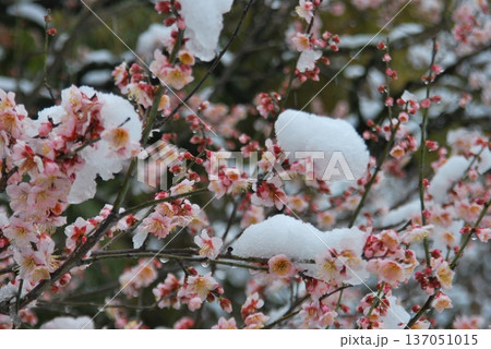 雪景色と「紅梅の花」 137051015