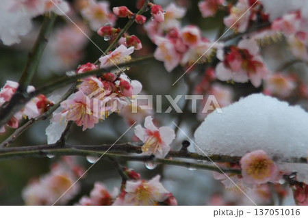 雪景色と「梅の花」 137051016