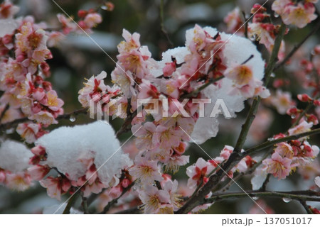 雪景色と「梅の花」 137051017