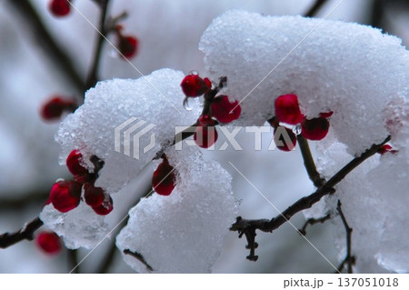 雪景色と寒さに負けない「紅梅の蕾」 137051018