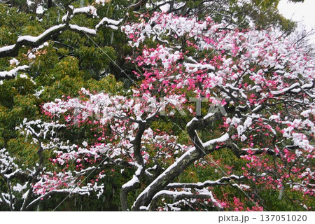 雪景色と「梅の花」 137051020