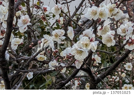 寒さに負けずに咲き誇る「ウメの花」 137051025
