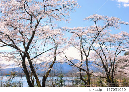 河口湖畔の「桜と富士山」 河口湖畔の「桜と富士山」 137051030