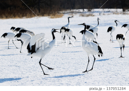 鶴のダンス 137051284