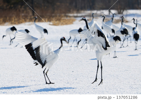 鶴のダンス 137051286