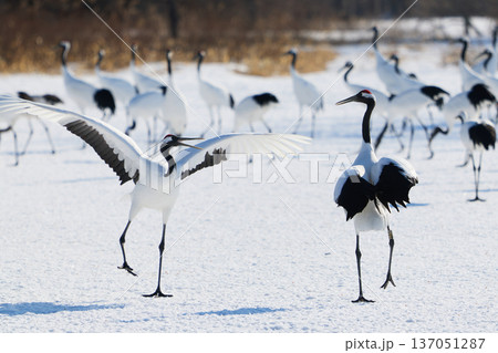 鶴のダンス 137051287
