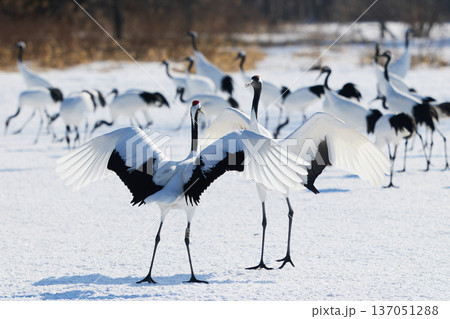 鶴のダンス 137051288