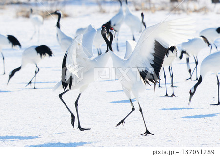 鶴のダンス 137051289