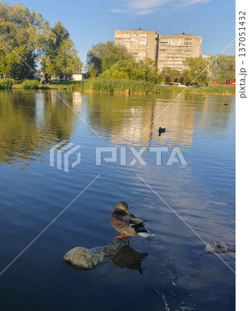 Ducks swim on calm water against the background of the evening sky. The water surface reflects the sky Ducks swim on calm water against the background of the evening sky. The water surface reflects the sky 137051432