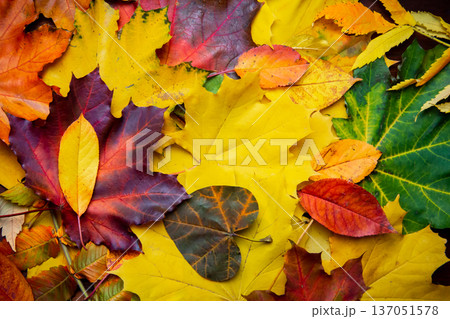 Autumn background of yellow and colored leaves, Autumn background of yellow and colored leaves, 137051578