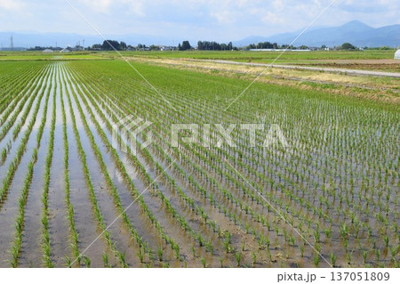 初夏の水田 山形県庄内 137051809
