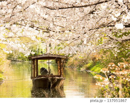 春うらら満開の桜の下十石舟、京都伏見 137051867