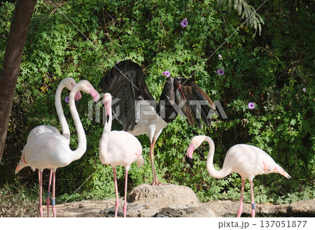 Greater flamingo (lat.- Phoenicopterus roseus) Black Stork (Ciconia nigra) Greater flamingo (lat.- Phoenicopterus roseus) Black Stork (Ciconia nigra) 137051877