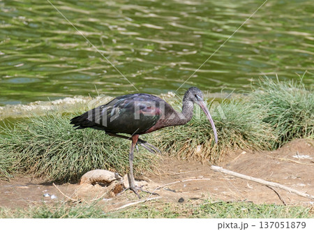The glossy ibis (Plegadis falcinellus) 137051879