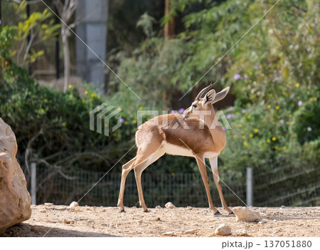 The ariel gazelle (Dorcas gazelle) 137051880