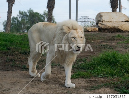 White Lion (lat. Panthera leo) 137051885