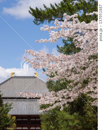古都奈良大寺に桜が映える 古都奈良大寺に桜が映える 137051887