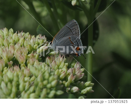 花の蜜を吸うツバメシジミチョウ 花の蜜を吸うツバメシジミチョウ 137051925