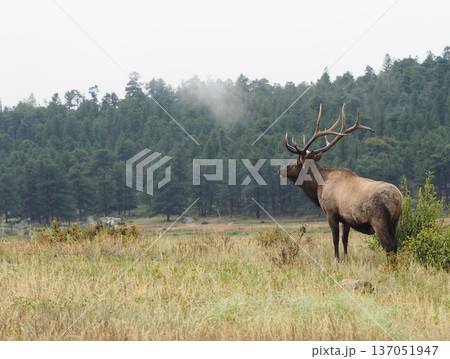 草原に立ち、遠くを眺める立派な角のエルク 137051947