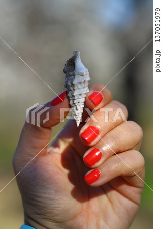 Woman's hand holds a sea shell against the background of the nature. Summer vacation concept 137051979