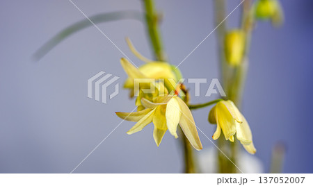 セッコクの花 137052007