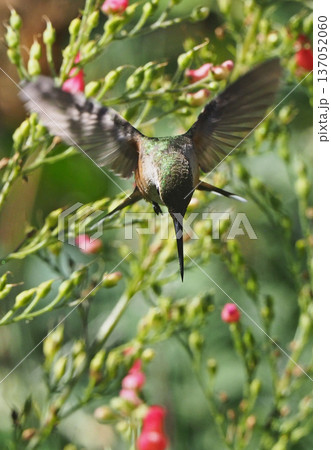 花を目掛けてホバリングするフトオハチドリ 花を目掛けてホバリングするフトオハチドリ 137052060