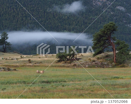 層雲が広がる針葉樹林を背景とするエルクがいる草原の広大な風景 137052066