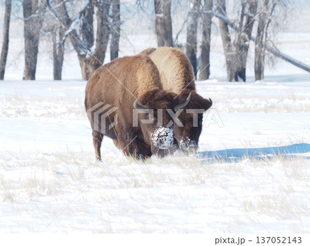 雪原の草を食む二頭のアメリカバイソン 雪原の草を食む二頭のアメリカバイソン 137052143