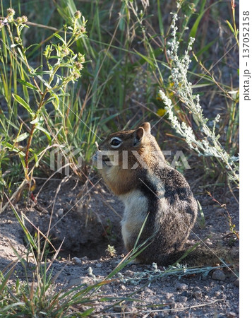日向ぼっこをしながら花の実を食べるシマリス 日向ぼっこをしながら花の実を食べるシマリス 137052158