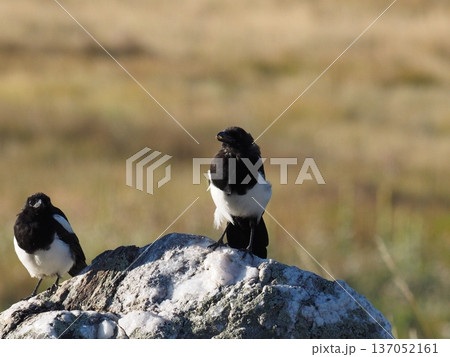 岩の上の二羽のカササギの若鳥 岩の上の二羽のカササギの若鳥 137052161