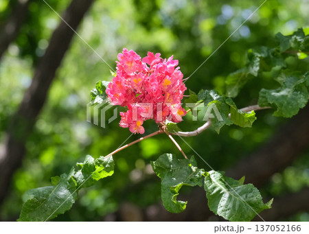 Red Horse Chestnut (lat.- Aesculus x carnea Briotii) Red Horse Chestnut (lat.- Aesculus x carnea Briotii) 137052166