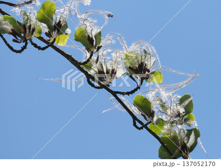 Mountain Mahogany plant (Cercocarpus betuloides) Mountain Mahogany plant (Cercocarpus betuloides) 137052170