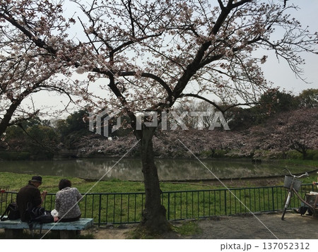 桜の下 桜の下 137052312