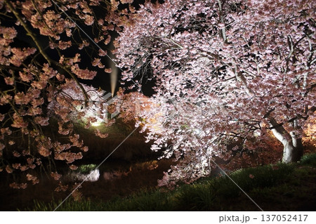 水面に映る桜 水面に映る桜 137052417