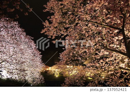 ライトアップされた夜桜 ライトアップされた夜桜 137052421