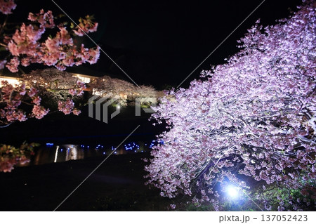 ライトアップされた夜桜 137052423