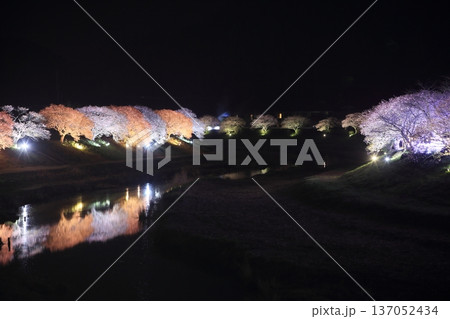 水面に映る夜桜 137052434