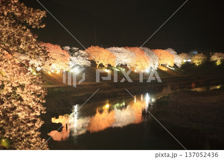 ライトアップされた夜桜 ライトアップされた夜桜 137052436