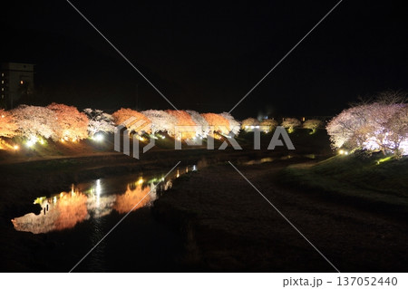 夜桜~川の水面に映る夜桜 夜桜~川の水面に映る夜桜 137052440
