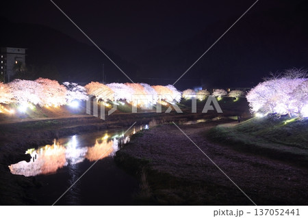 川の水に映る夜桜 137052441