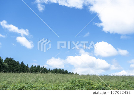 夏の爽やかな青空と草原　蒜山高原 137052452