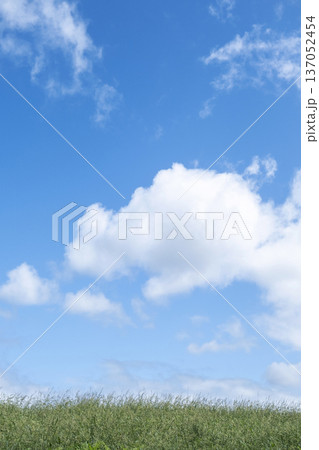 夏の爽やかな青空と草原 蒜山高原 夏の爽やかな青空と草原 蒜山高原 137052454