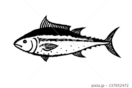 Hand Drawn Tuna Fish in a detailed sketch style. Ink black hand drawn line illustration on white background Hand Drawn Tuna Fish in a detailed sketch style. Ink black hand drawn line illustration on white background 137052472