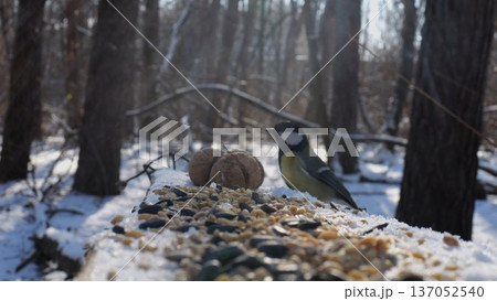 Cute tit bird pecking food from open feeding trough at snowy forest. Beautiful tomtit eating meal from wood feeder at sunny snow woodland. The scene captures care for wildlife and harmony of nature Cute tit bird pecking food from open feeding trough at snowy forest. Beautiful tomtit eating meal from wood feeder at sunny snow woodland. The scene captures care for wildlife and harmony of nature 137052540