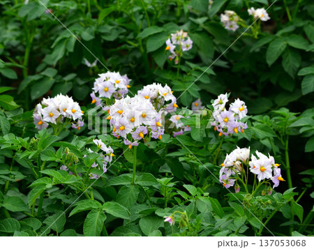 じゃがいもの花 137053068