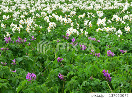 じゃがいもの花 137053075