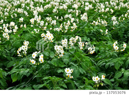 じゃがいもの花 じゃがいもの花 137053076