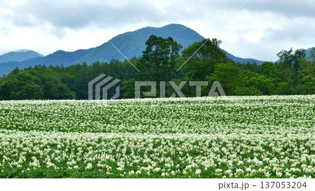 じゃがいも畑 137053204