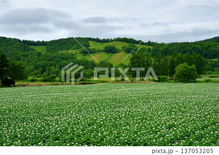 じゃがいも畑 137053205