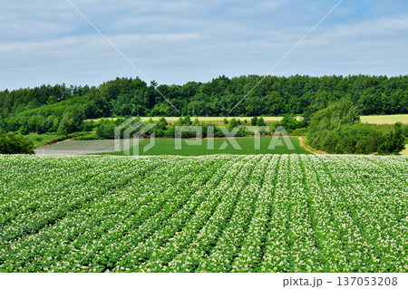 じゃがいも畑 じゃがいも畑 137053208